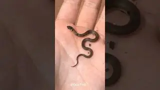Small To Big Shocking Animal Evolution!!! 💀