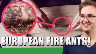 UNBOXING MY NEW MYRMICA RUBRA 3 QUEEN ANT COLONY/EUROPEAN FIRE ANT - Ant Holleufer