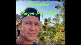 Harvesting Pinyon Pine Nuts