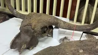 Stegodon tooth from elephant fossil indonesia