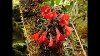 Papua New Guinea Orchids Expedition