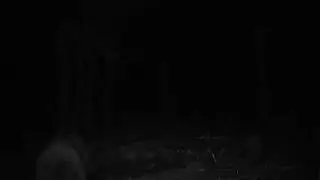 Black Bear at Night