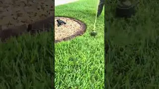 Trimming grass neatly around garden edge using string trimmer for clean and defined border lines