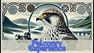 Falconry Experience at Scottish Castle