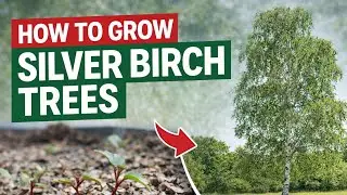 How to Germinate Silver Birch Seeds (Betula pendula) &ndash; UK Step-by-Step Guide