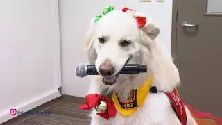 Zion The Service Dog!