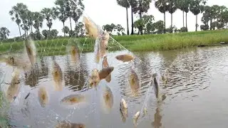 Khmer Traditional Net Fishing After Rain Get More Fish/Fishing Videos - PU MENG Fishing