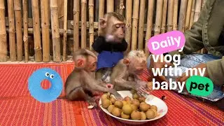 So Sweet! Tomo And Brother Enjoying A Picnic Together #babymonkey