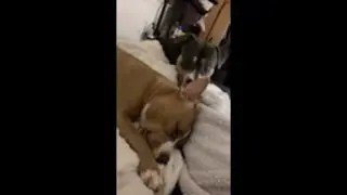 Caring Dog Concerned About Another Dog Barking In Her Sleep