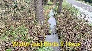 1 Hour Real Nature: Flowing Stream & Birds No AI