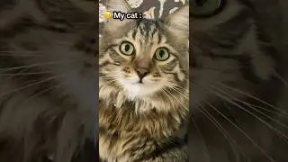 How much my #cat trusts me 😐&hellip;&hellip;(😸😸)