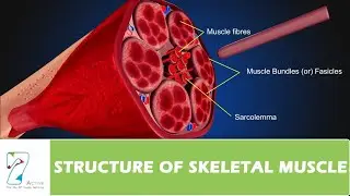 Structure of Muscle (4.2): Prof. Mandal PK
