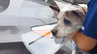 Tattoo dog leaves the vet