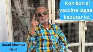 Which Vaccines Should Be Given to Pigeons A to Z Knowledge || Pigeon Space