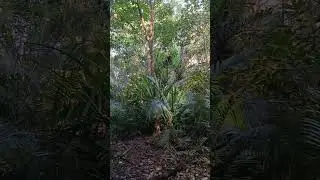 Deep into the jungle, Jozani forest Zanzibar @Trip2001 #zanzibar #jozaniforest #trekking #hiking