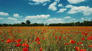 Red Flowers Field | 4K Video | Nature Non Copyright | Royalty Free Video | Non Copyright Video