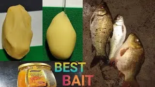 amazing Rohu Fishing bait How To Mrigal Common caRp Fishing Bait