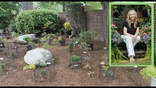 Dwarf Conifer and Japanese Maple Garden Tour