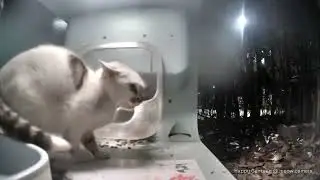 A new kitteh at Happy Canteen looks like it could be Mrs. Kirby's
