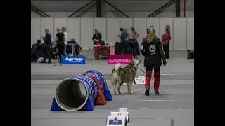 The Alaskan Malamute Emil -  Rally Obedience training at Hadeland Dog Club december 2020