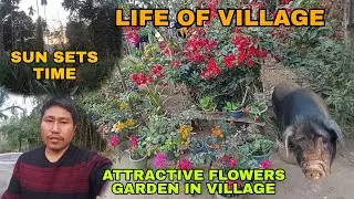 Sunset Time in Village Life | Beautiful Flower Gardens & Peaceful Nature