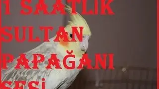 1 Saatlik Sultan Papağanı Sesi