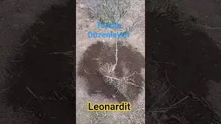 Toprak d&uuml;zenledi leonardit uygulaması t&uuml;m ağa&ccedil;lara kullanılır zararsız ve &ccedil;ok faydalı