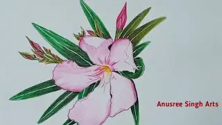 Drawing pink oleander with colour pencils| How to draw oleander flower with colour pencils.