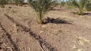 افضل معلومات عامه عن النخيل🌴فى أراضي الوادي الجديد الخارجه