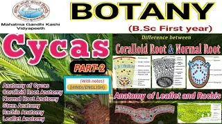 Coralloid Root of Cycas/Anatomy of Cycas Rachis/Anatomy of Stem