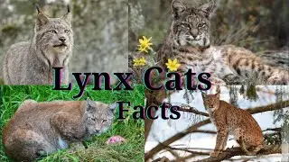 Lynx Facts || Lynx Cat || 10 Fun Facts About Lynx Cats