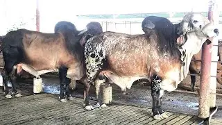 GANADO GYR EL MEJOR  🙌 Hacienda San Jose Venezuela 😍😍😍