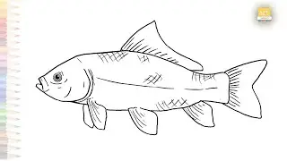 Bigmouth buffalo drawing easy | Fish drawing tutorial | How to draw A Bigmouth buffalo fish simply