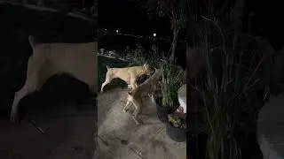 2 White Doberman United vs 1 Pitbull, it&rsquo;s a bully fight, Pitbull stand her ground