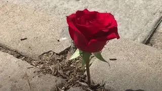 Urban Flora | Sample Pack Style Beat | 90s Boom Bap Style Beat