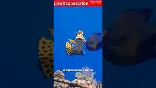 Teeth cleaner fish in ocean Without hunting. #funny #shortvideo #cleaner #fish #fishinglife