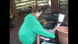 How to sow 1000 year old   Hopi tobacco seeds