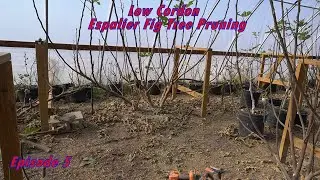Low Cordon Espalier Fig Tree Pruning   Episode 5