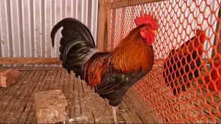 Beautiful red jungle fowl chicken beeds