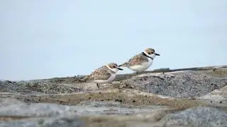 Malaysian Plover's call