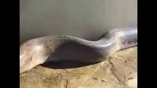Serpent &agrave; l'attaque