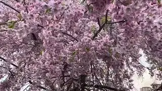 Weeping Cherry Blossom