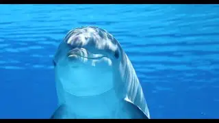 10 Amazing Facts About Dolphins 🐬
