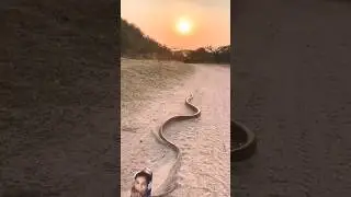 #cobra #ratsnake #nature #snake #animals #wildlife #dhoom