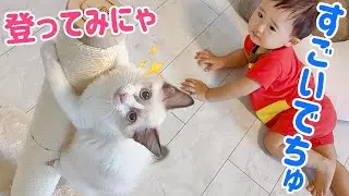 【子猫と赤ちゃん】一緒に すくすく成長中🐾