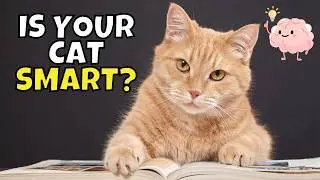 How to Test Your Cat&rsquo;s Intelligence (How Smart Are Cats?)