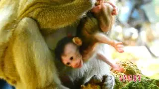 Newborn Tilly so a-ngry old mom Tom hug tail up!