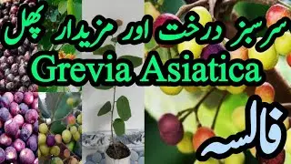 How to grow falsa by seeds|Falsa by cutting method Care|Black Currant  @treeislife93