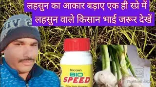 लहसुन का आकार बड़ाए एक ही स्प्रे में/Crop Yield Booster/Garlic/ Increase Garlic Size/Bio cares india