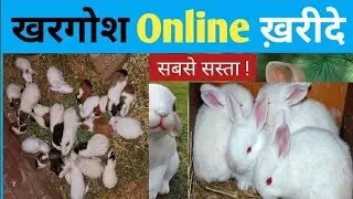online khargosh kahan se khride  / rabbit online order/ rabbit for sale